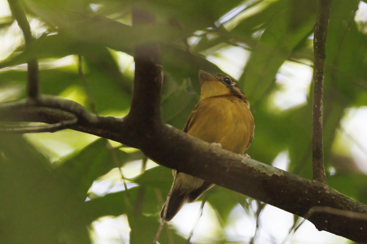 White-throated Spadebill - ML611510776