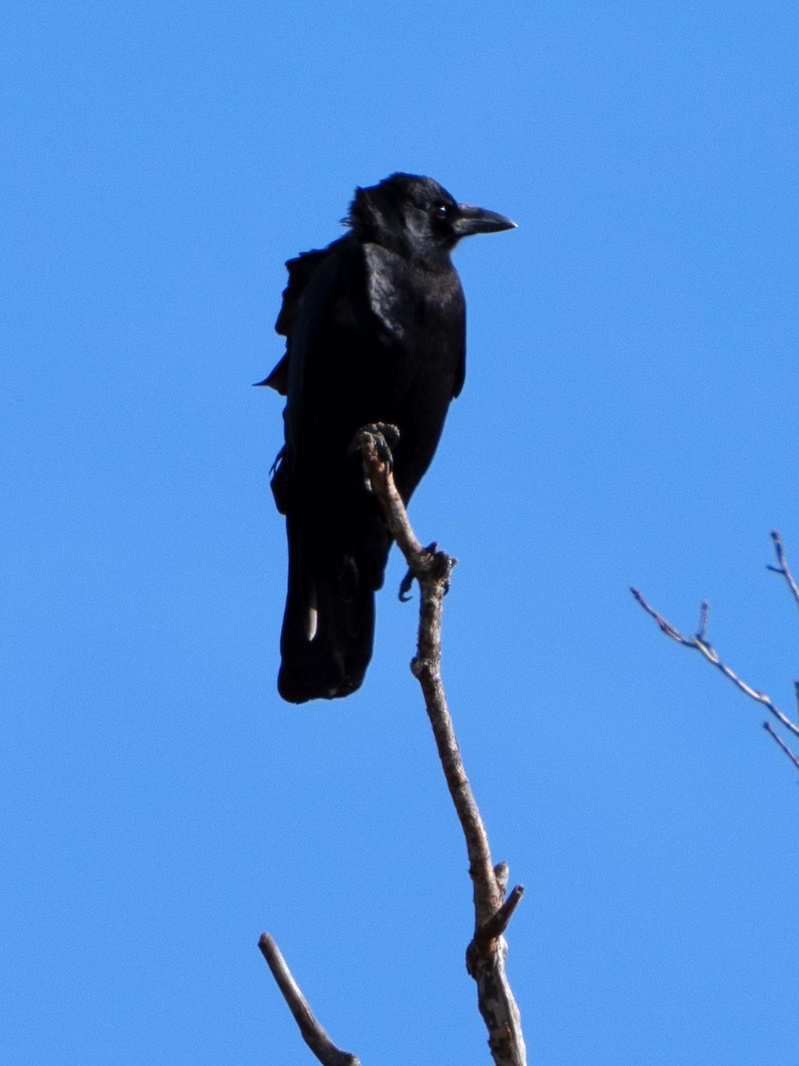 American Crow - ML611510829