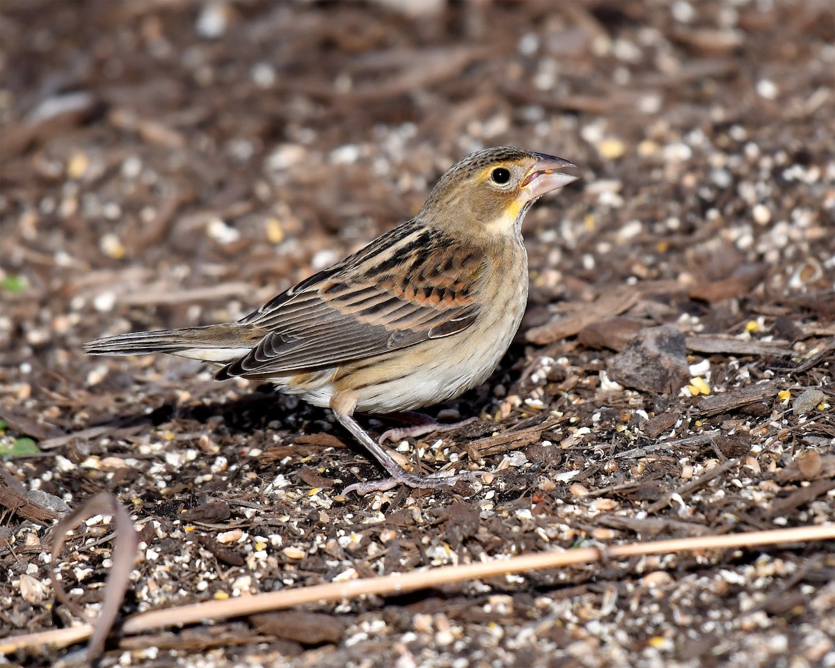 Dickcissel d'Amérique - ML611510831