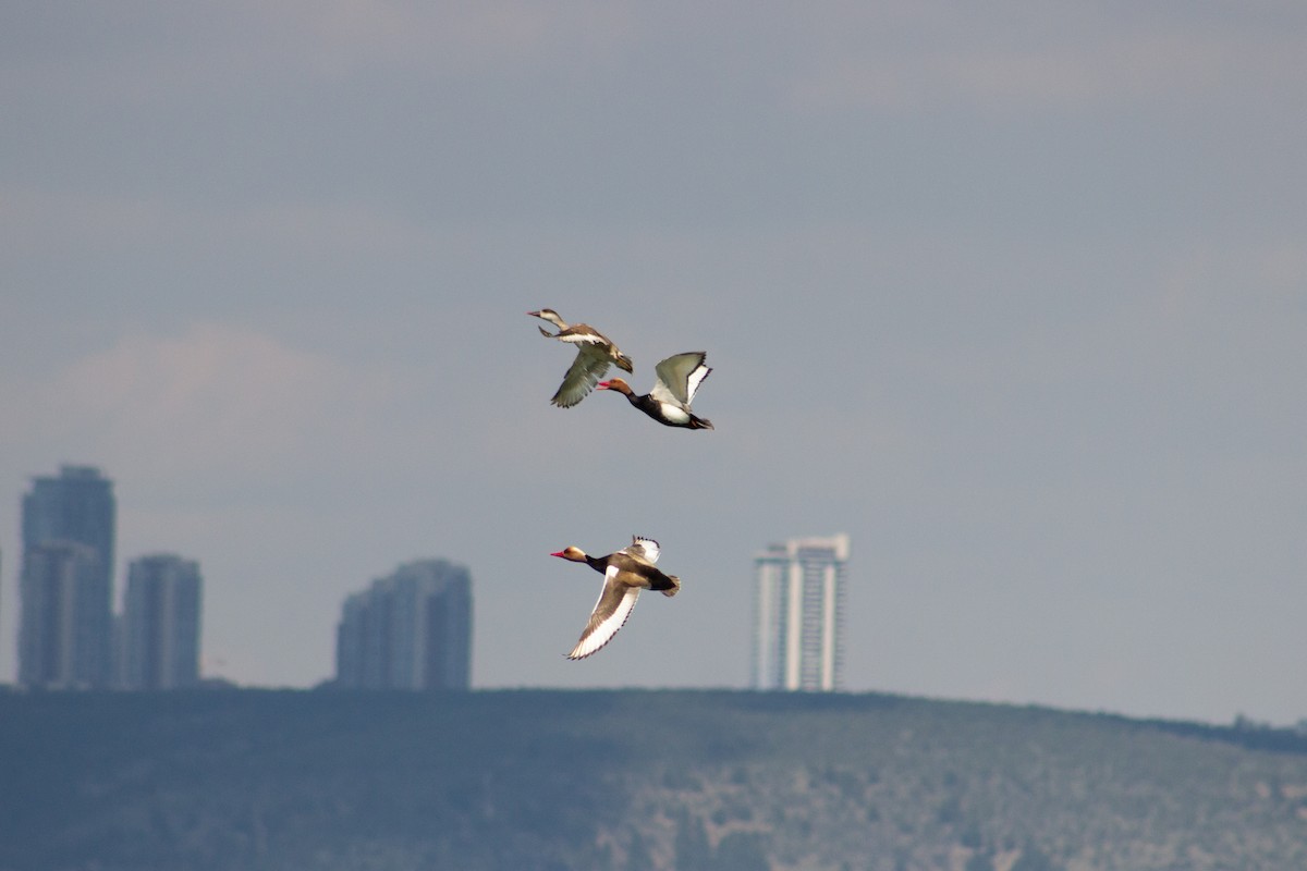 Red-crested Pochard - ML611510866