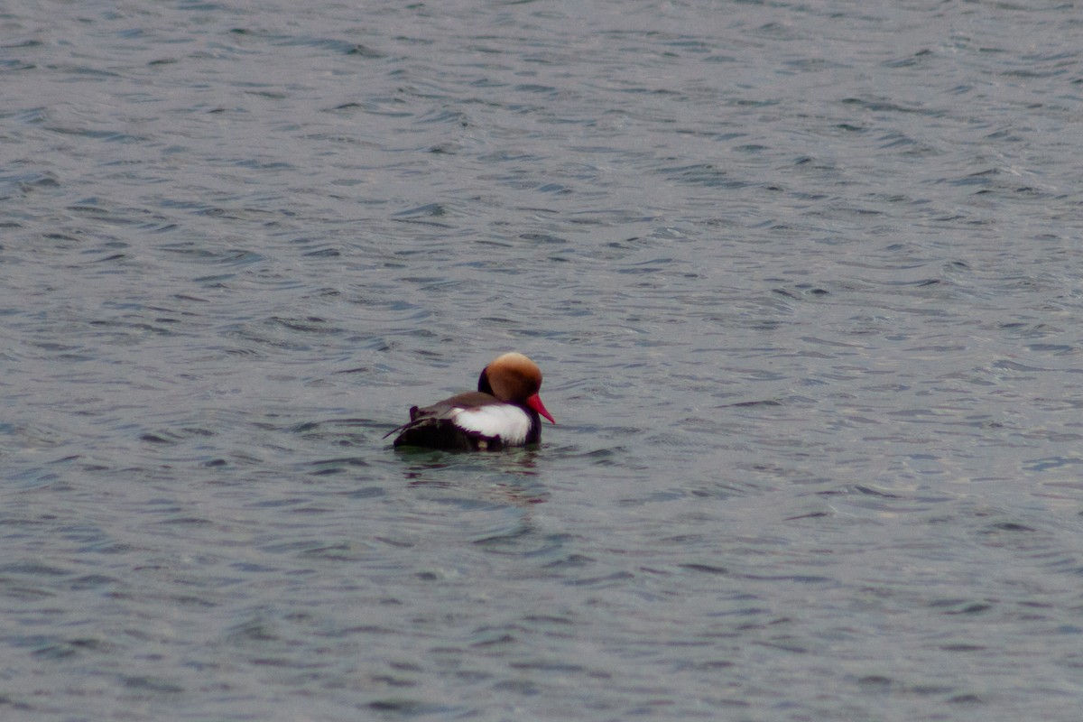 Red-crested Pochard - ML611510879