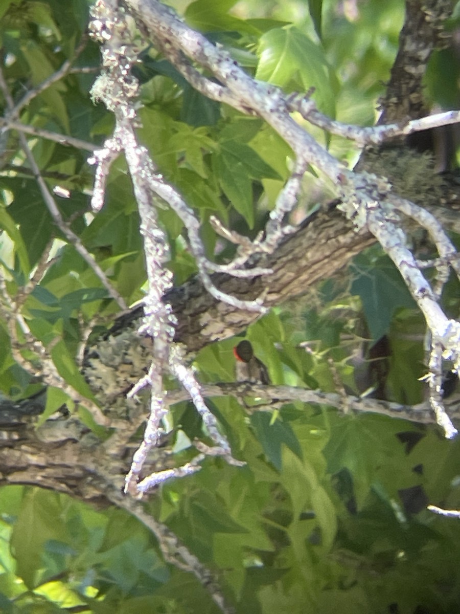 Ruby-throated Hummingbird - Katrina Theisen