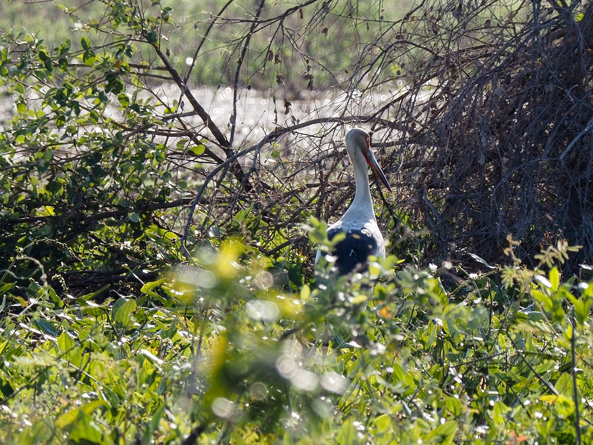 Maguari Stork - ML611511040