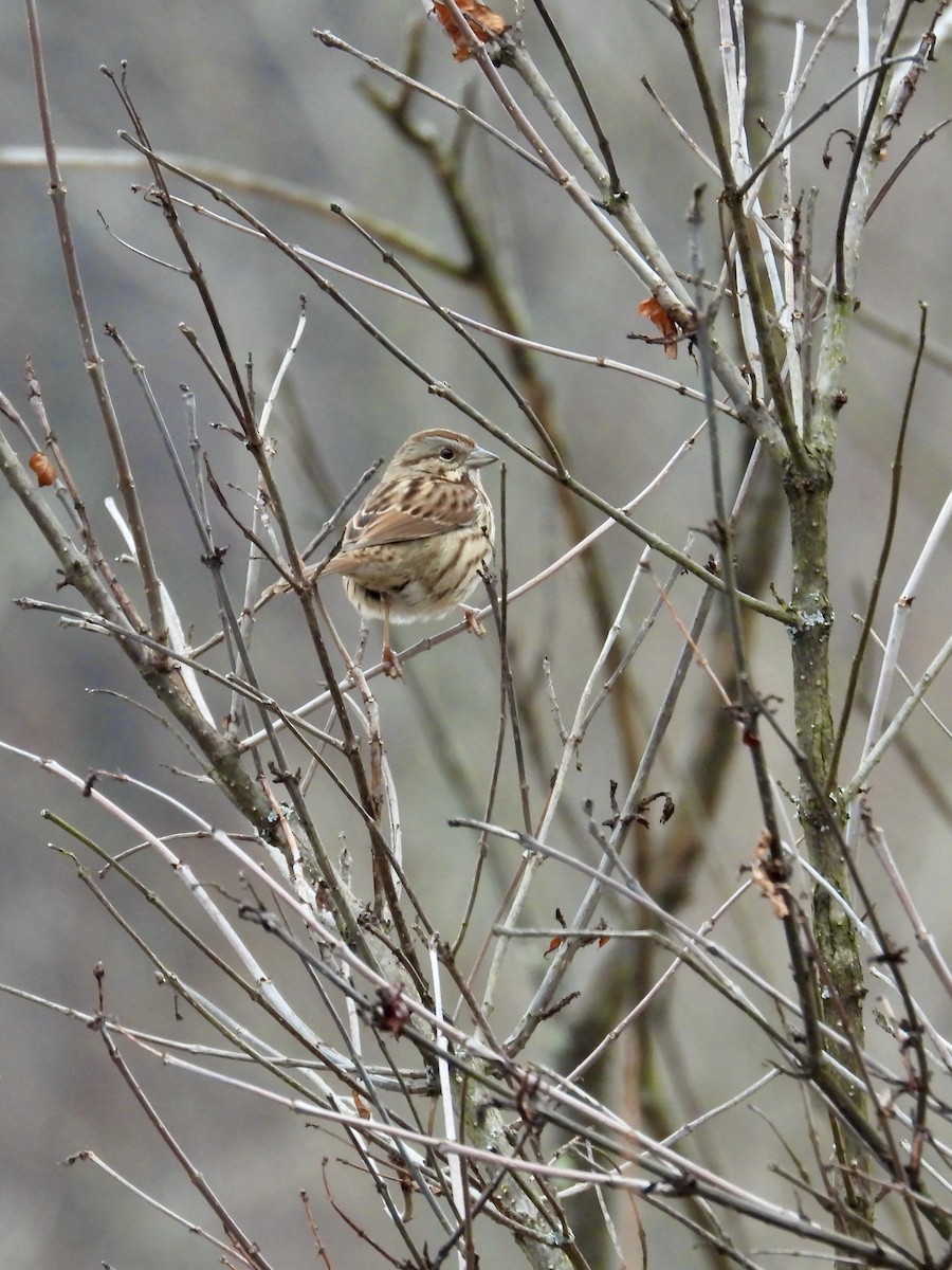 Song Sparrow - ML611511067