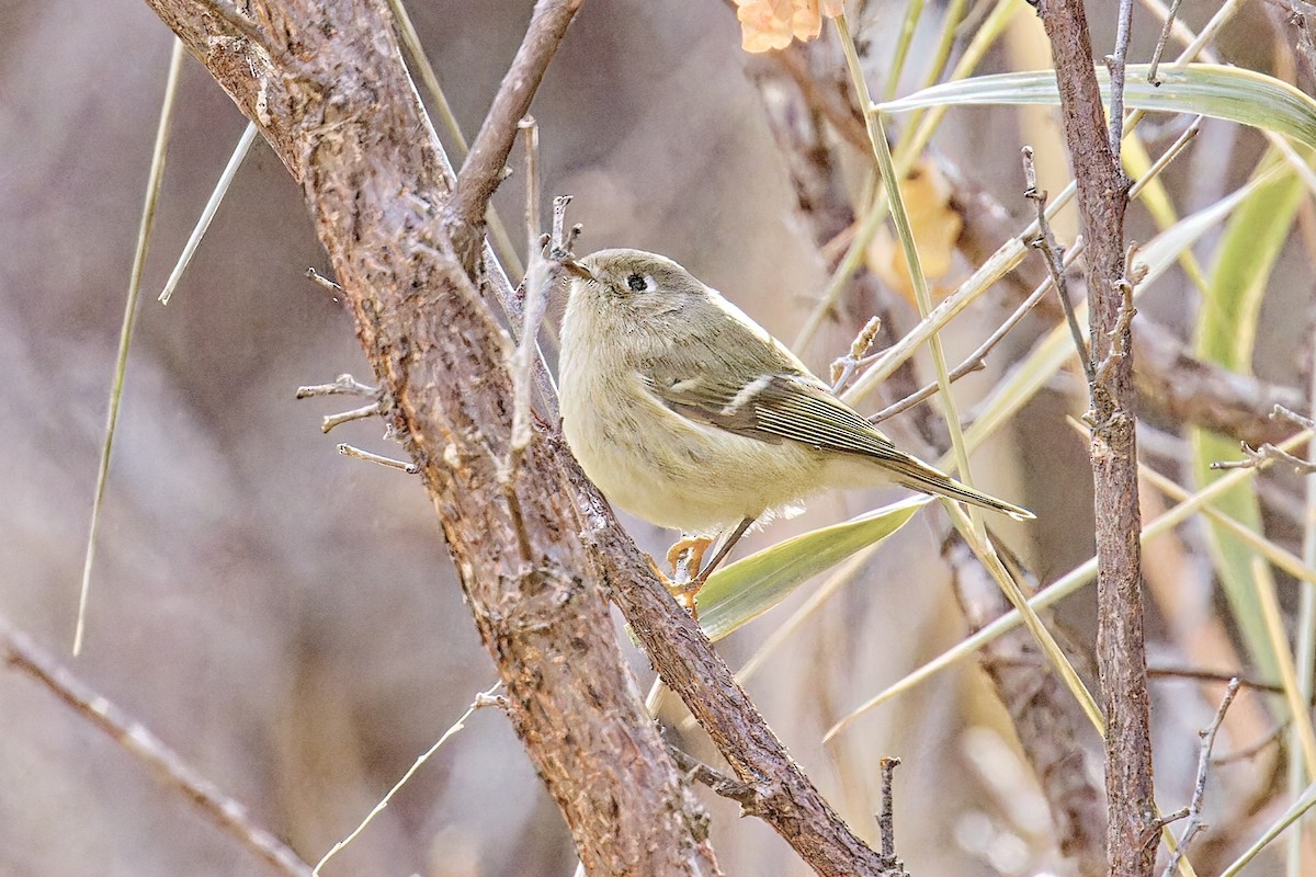 Ruby-crowned Kinglet - ML611511084