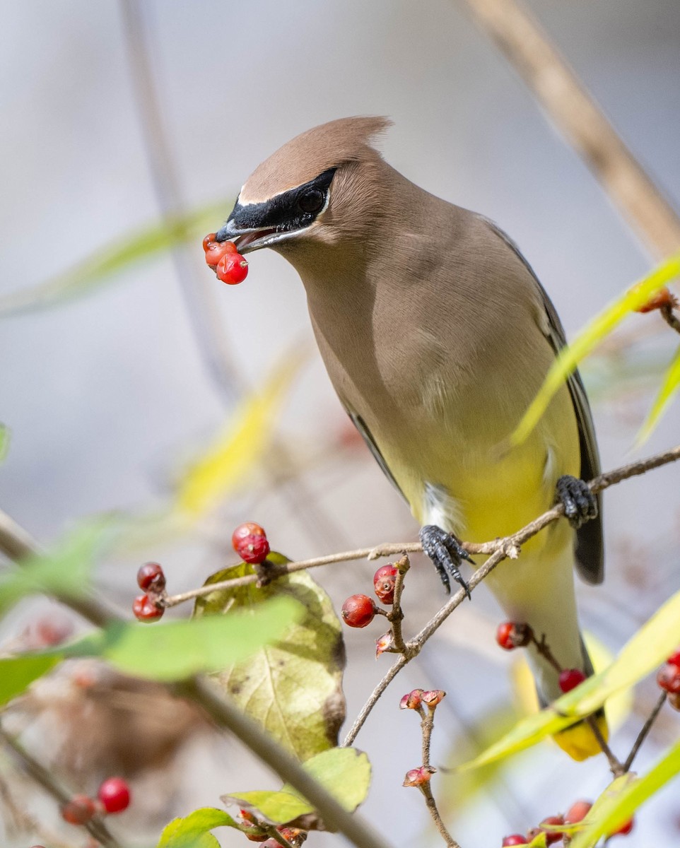 Cedar Waxwing - ML611511159