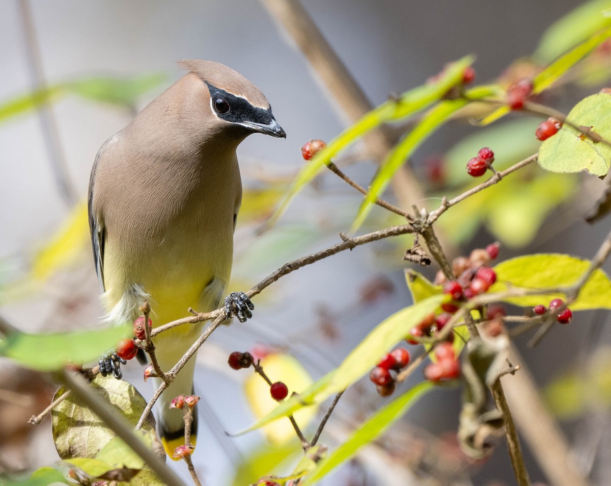 Cedar Waxwing - ML611511161