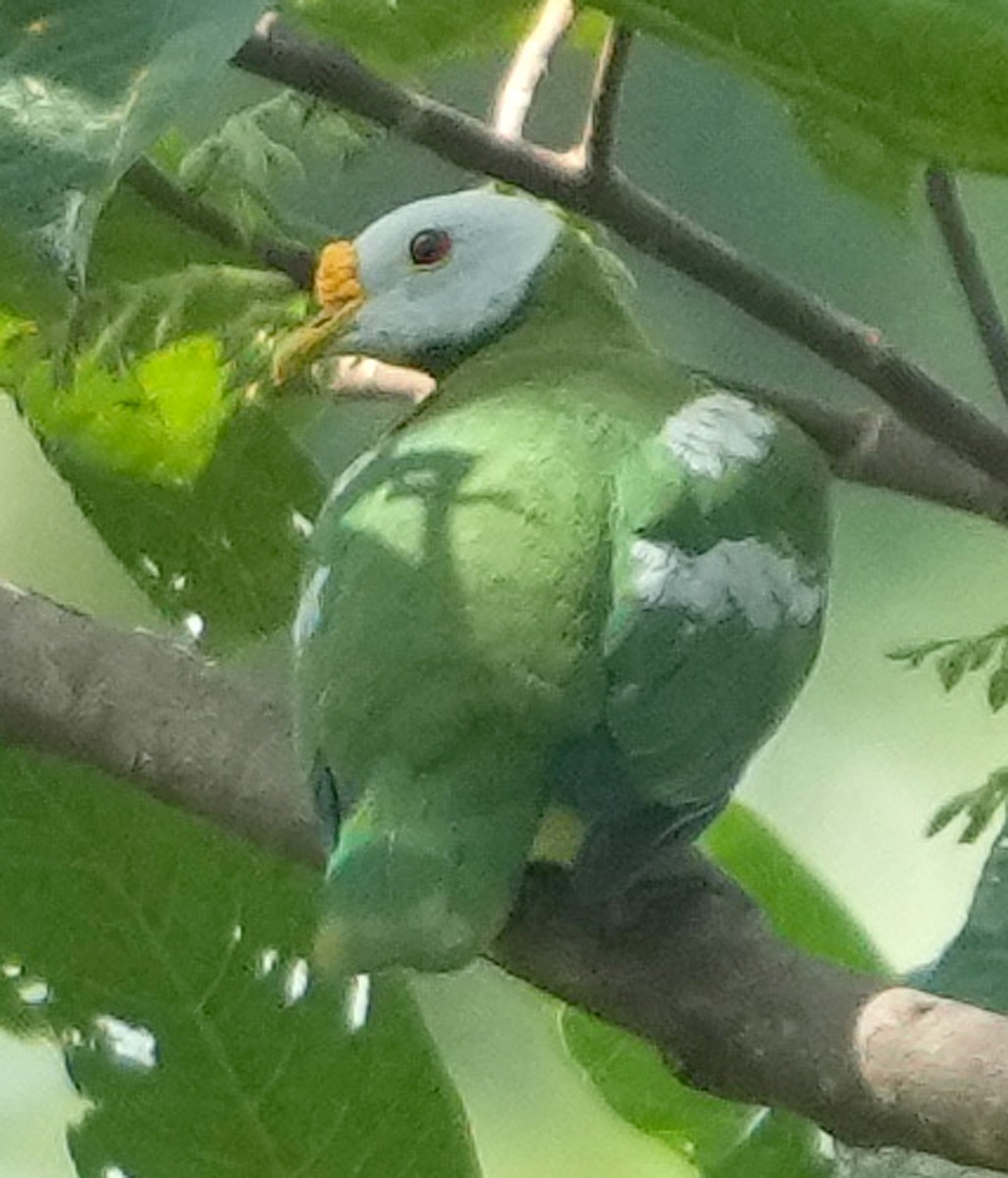 Carunculated Fruit-Dove - ML611511435