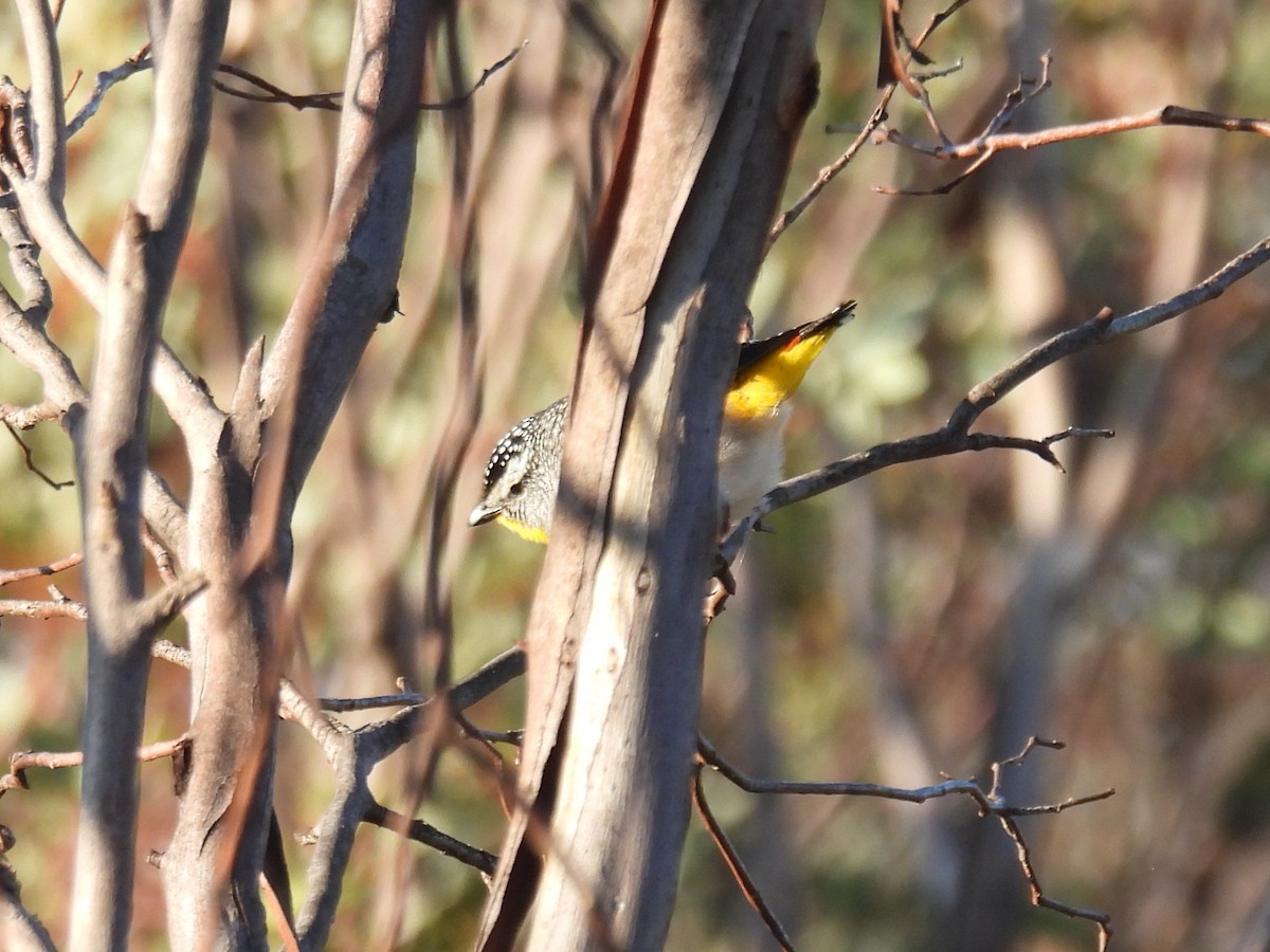 Pardalote Moteado - ML611511443