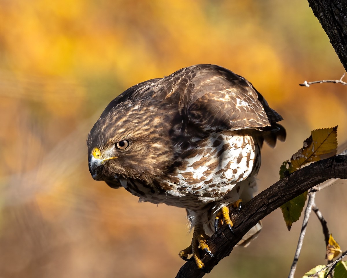 Rotschulterbussard - ML611511590