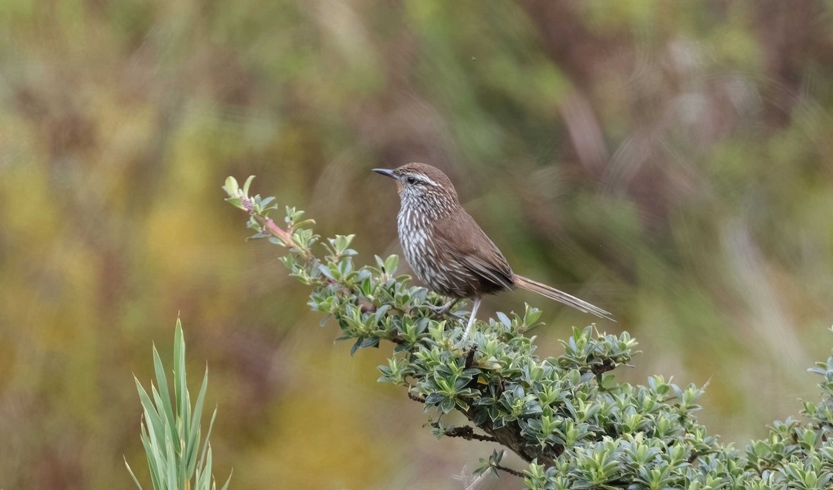 Canastero del Urubamba - ML611511658