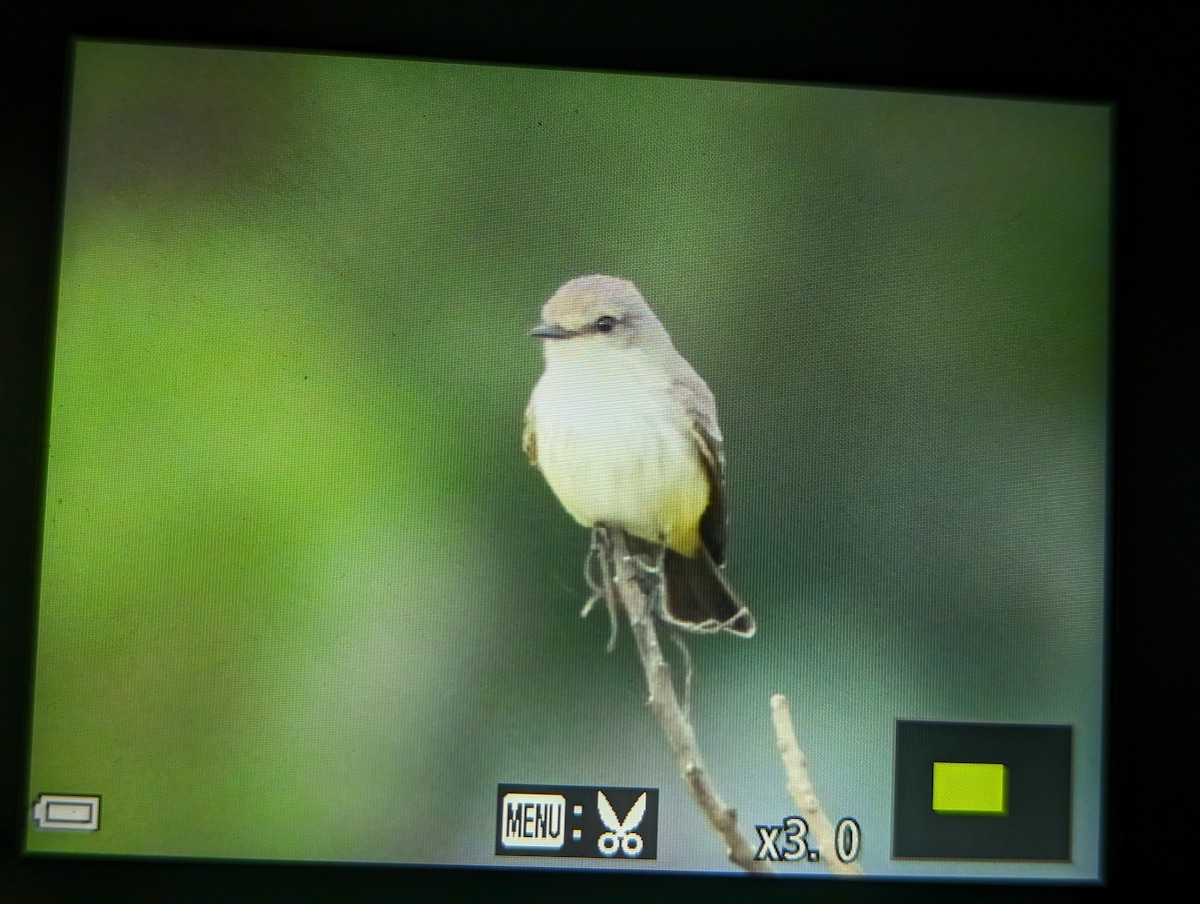 Vermilion Flycatcher - ML611511660