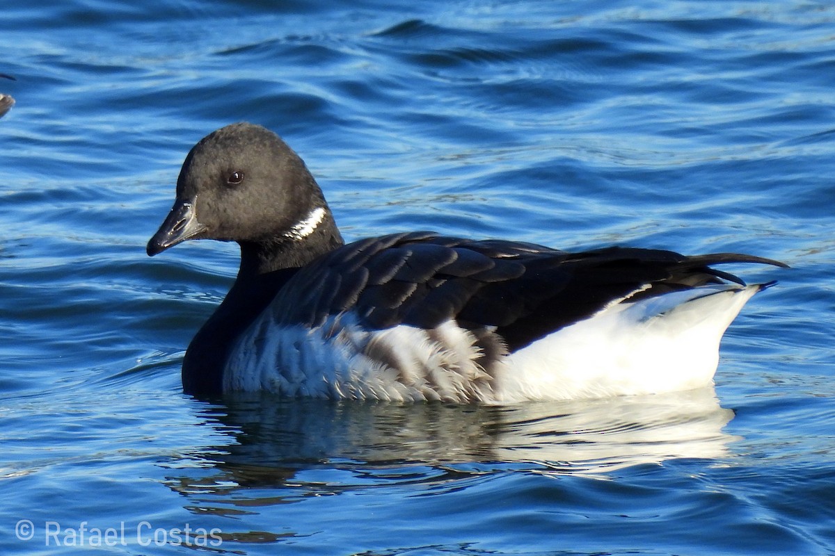 Brant (Atlantic) - Rafael Costas