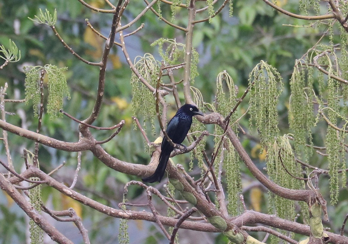 Hair-crested Drongo (White-eyed) - ML611511680