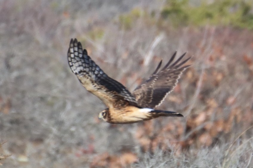 Northern Harrier - ML611511710