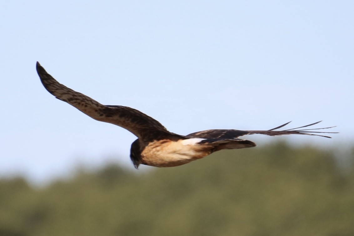 Northern Harrier - ML611511711