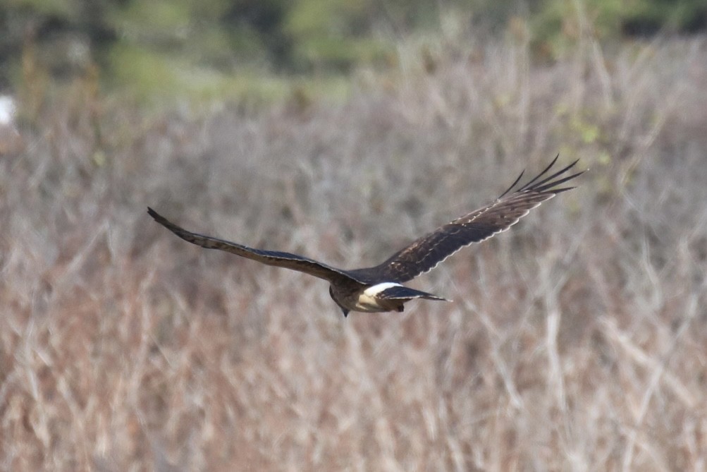 Northern Harrier - ML611511712
