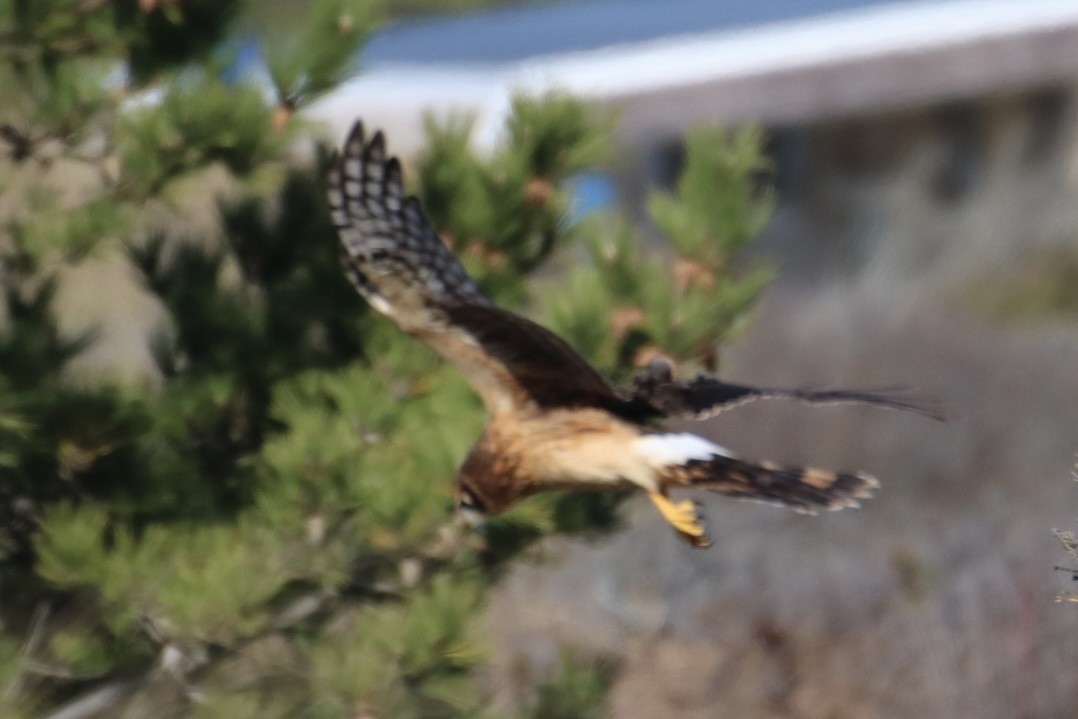 Northern Harrier - ML611511713
