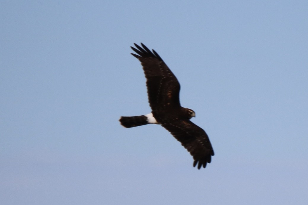 Northern Harrier - ML611511715
