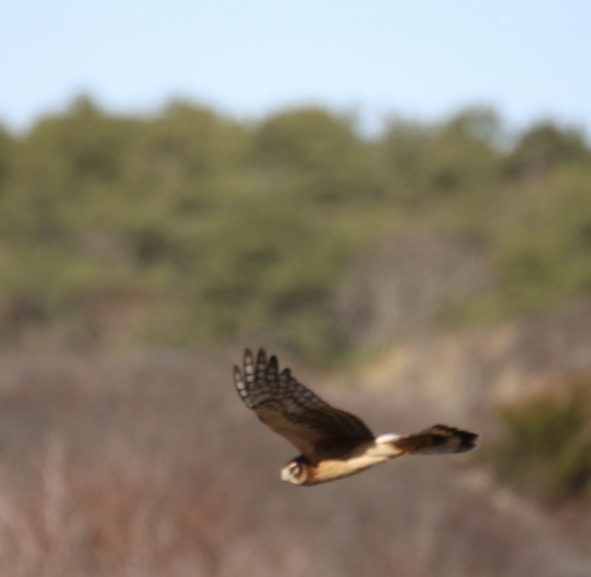 Northern Harrier - ML611511716