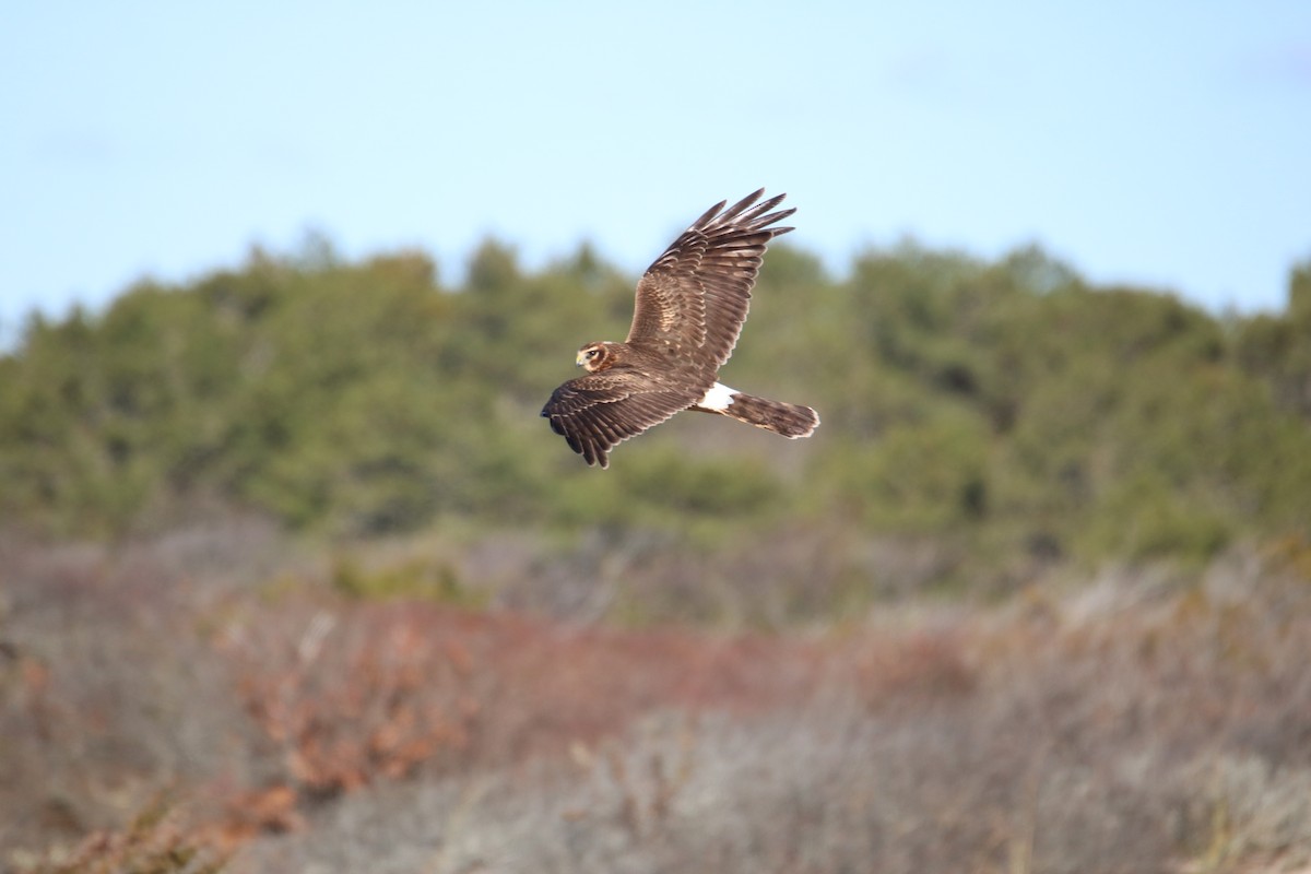 Northern Harrier - ML611511717