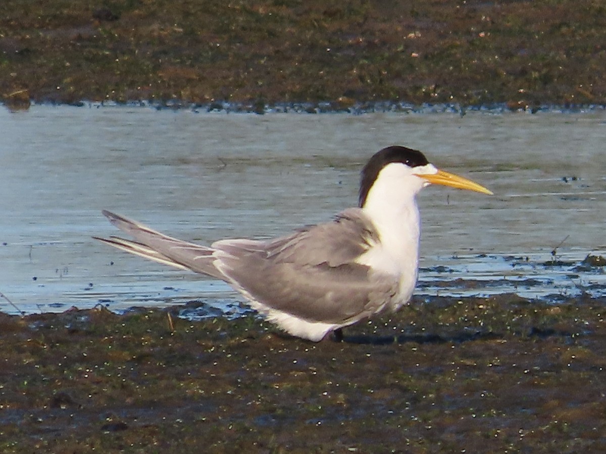 Great Crested Tern - ML611511728
