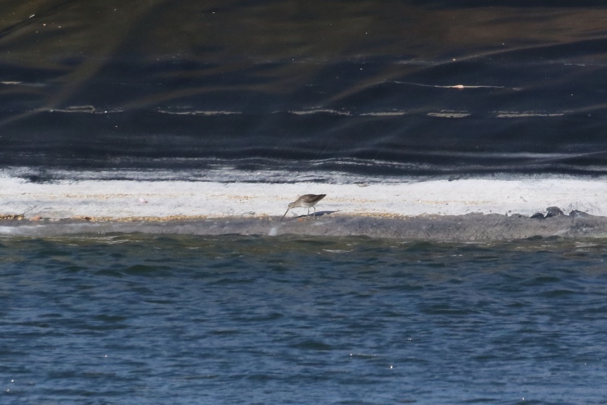 Long-billed Dowitcher - ML611511735