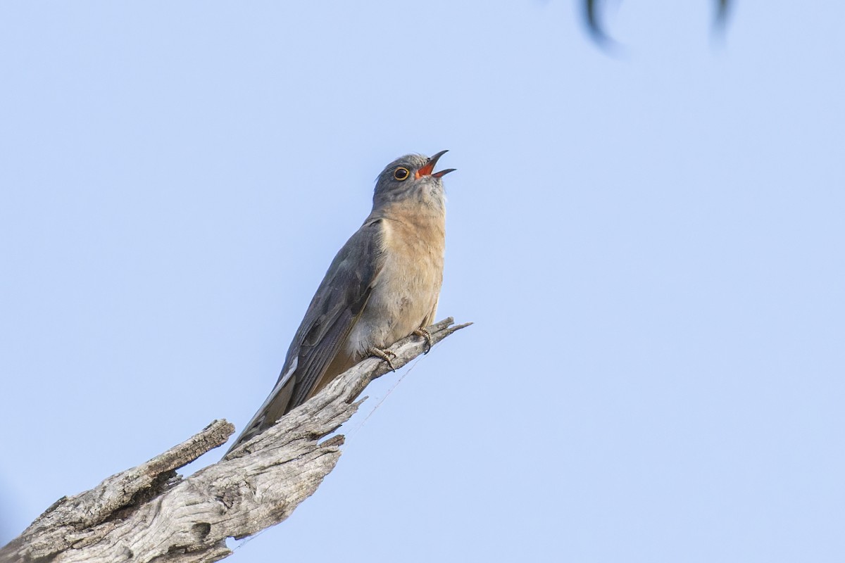 Fan-tailed Cuckoo - ML611511820