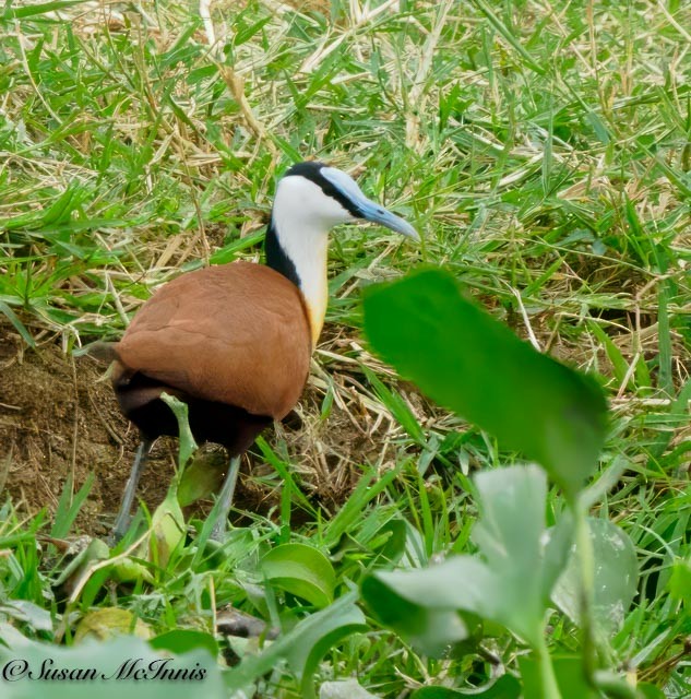 African Jacana - ML611511878