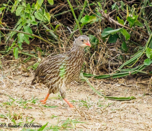 Scaly Spurfowl - ML611511896