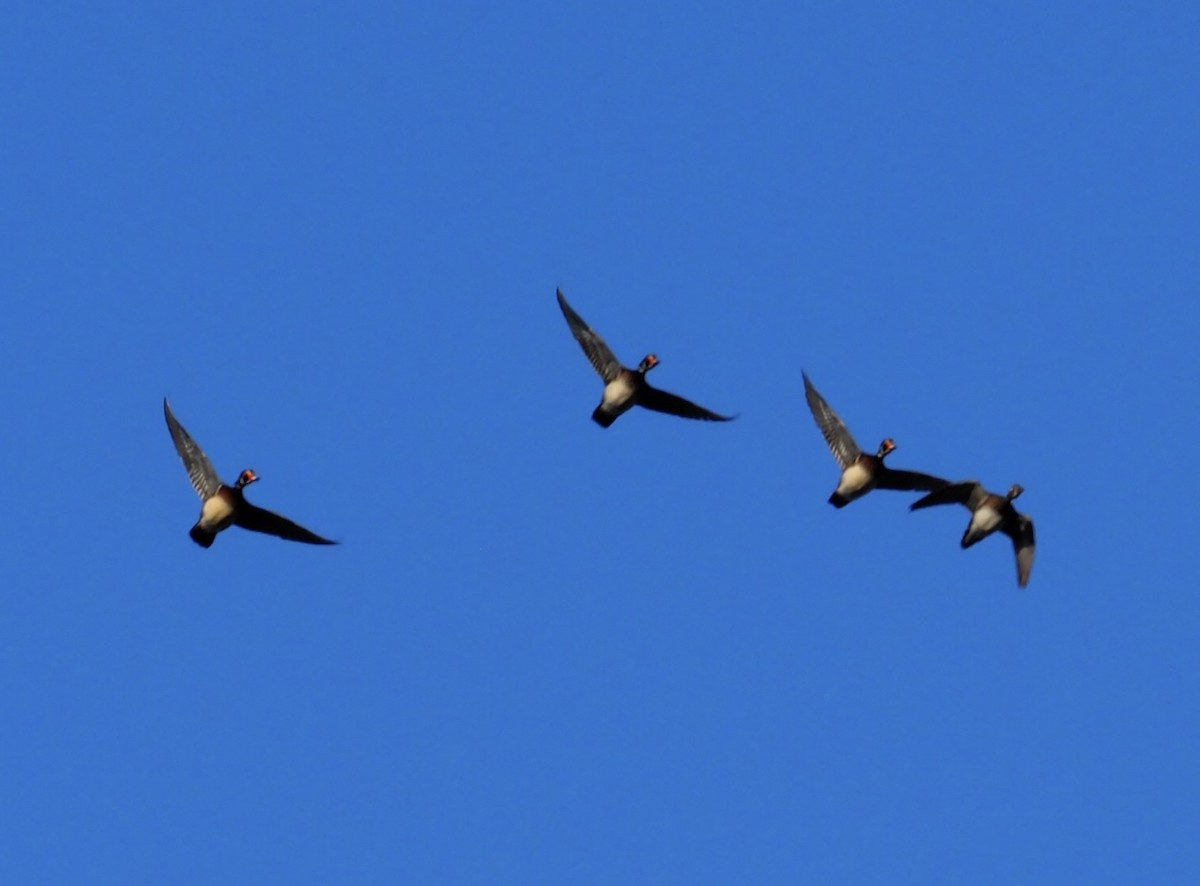 Wood Duck - ML611511933