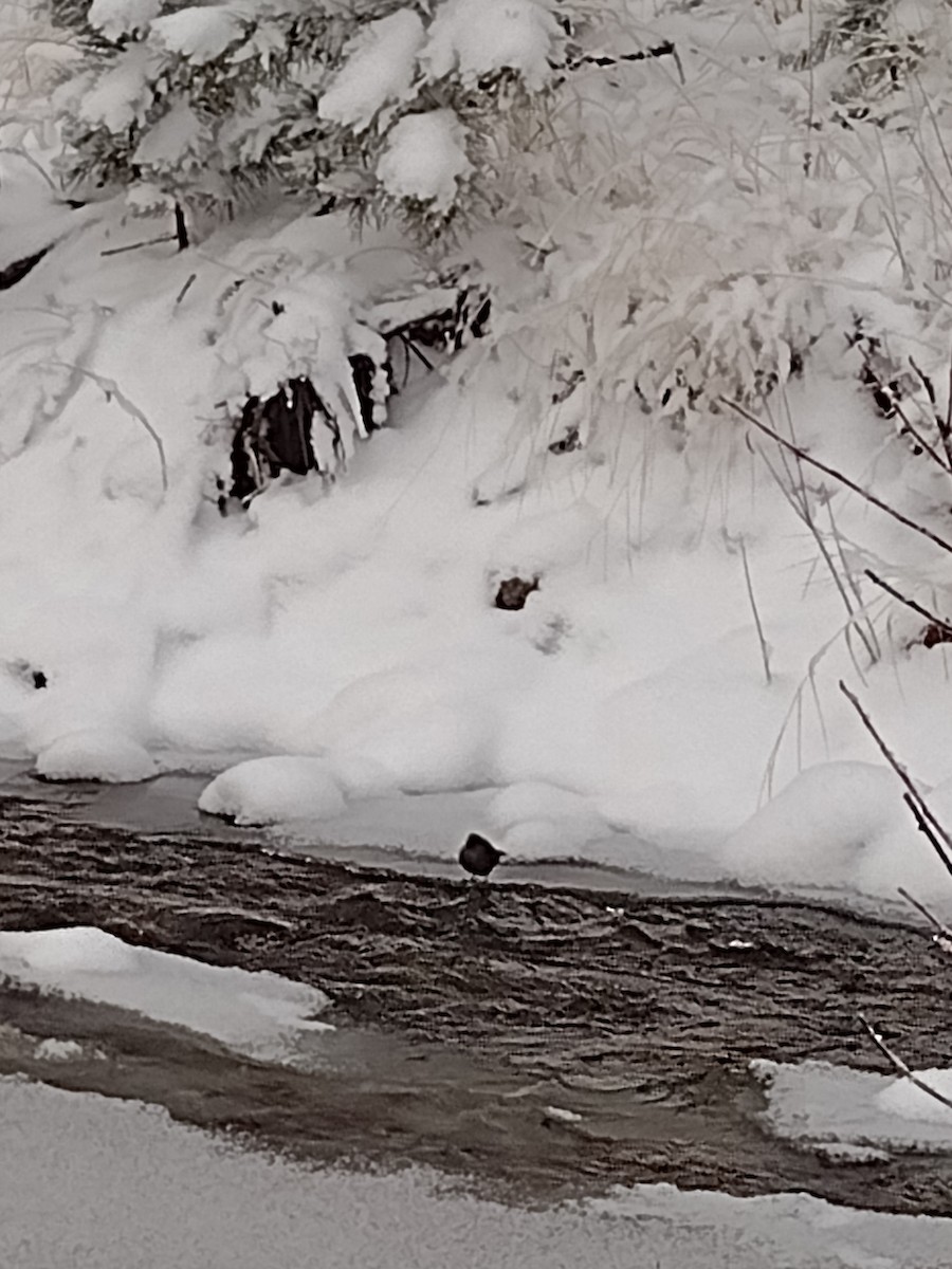 American Dipper - ML611511953