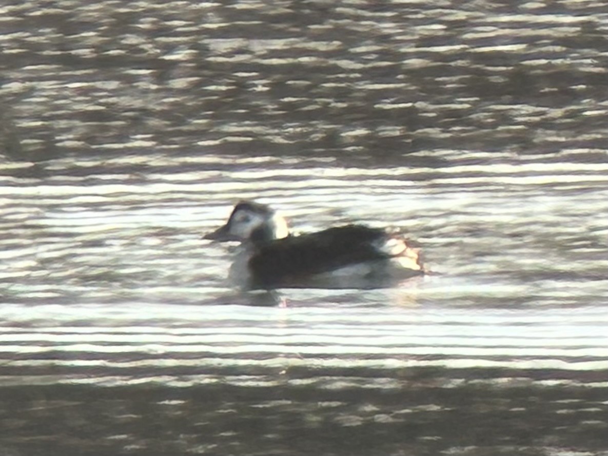 Long-tailed Duck - ML611512011