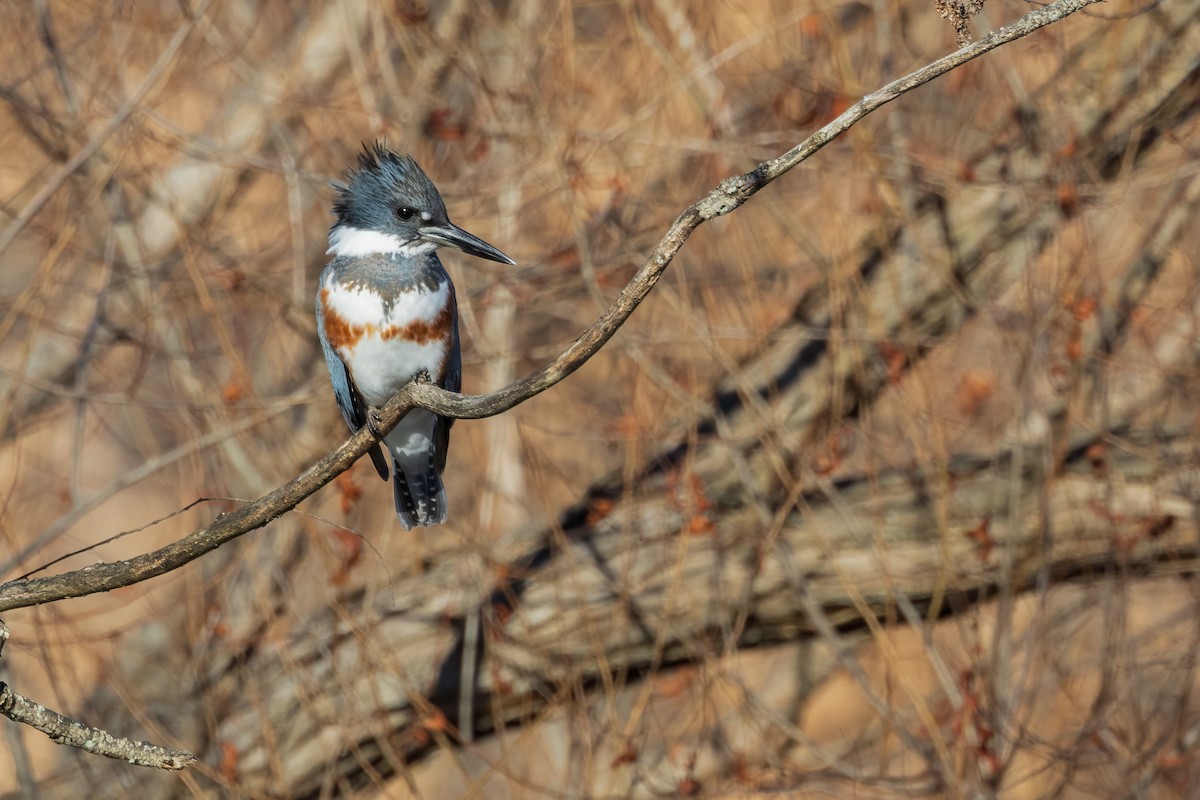 Belted Kingfisher - Harris Stein