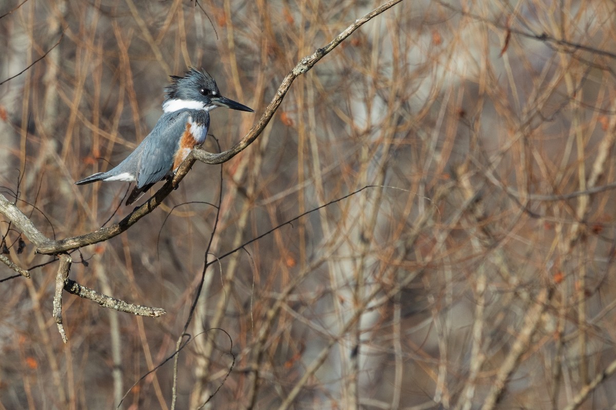 Belted Kingfisher - Harris Stein