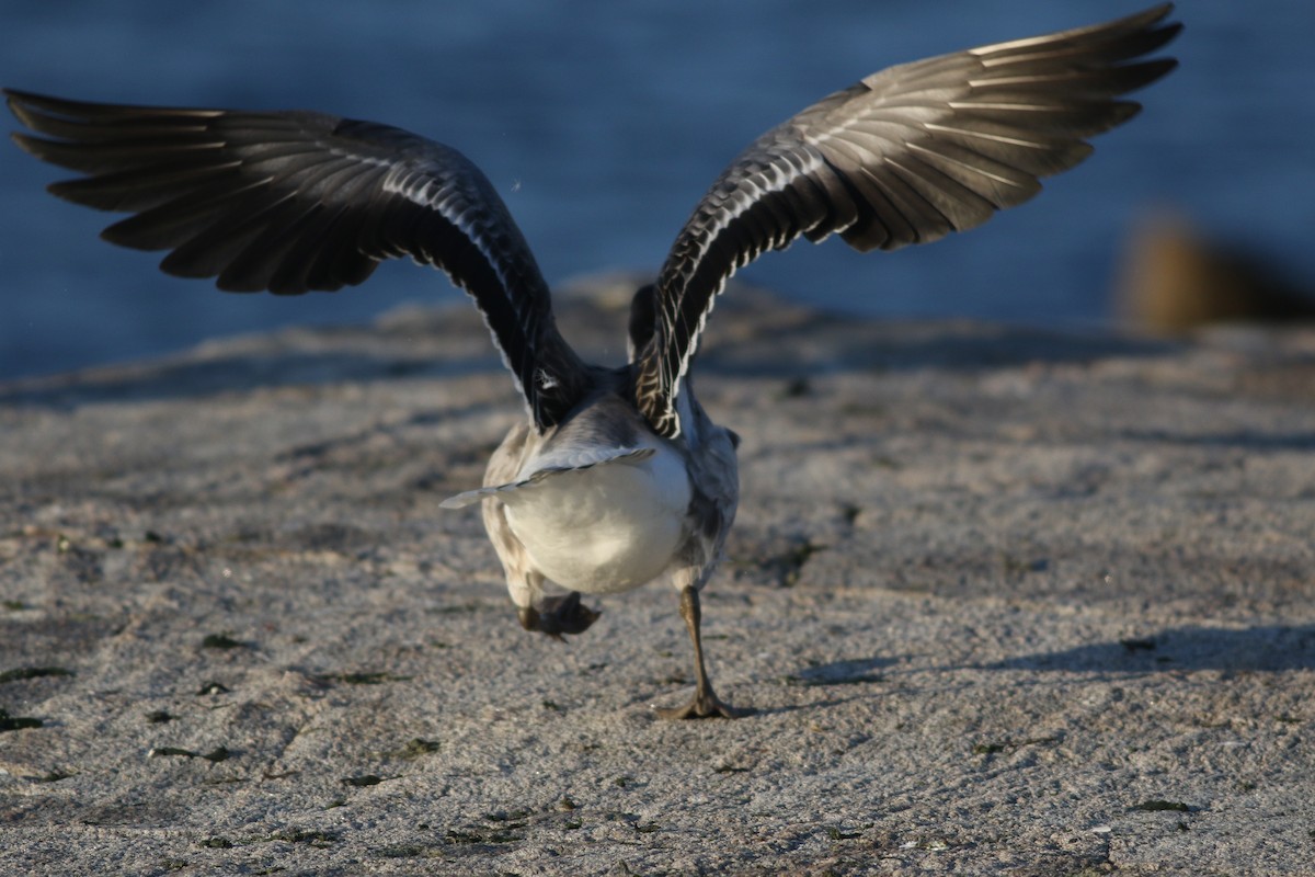 Snow Goose x Brant (hybrid) - Lily Morello