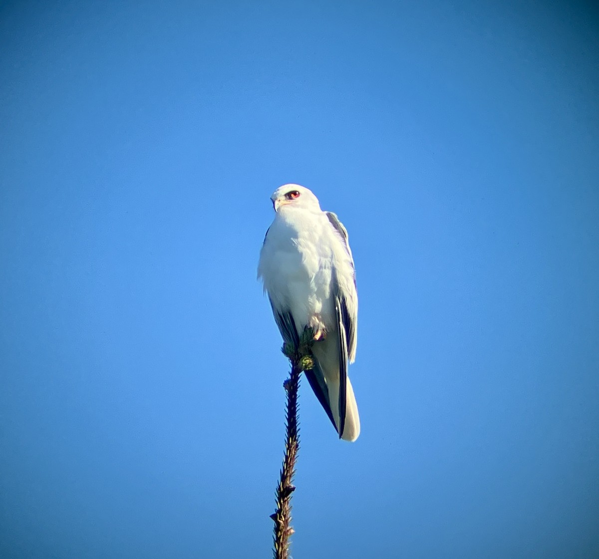White-tailed Kite - ML611512074