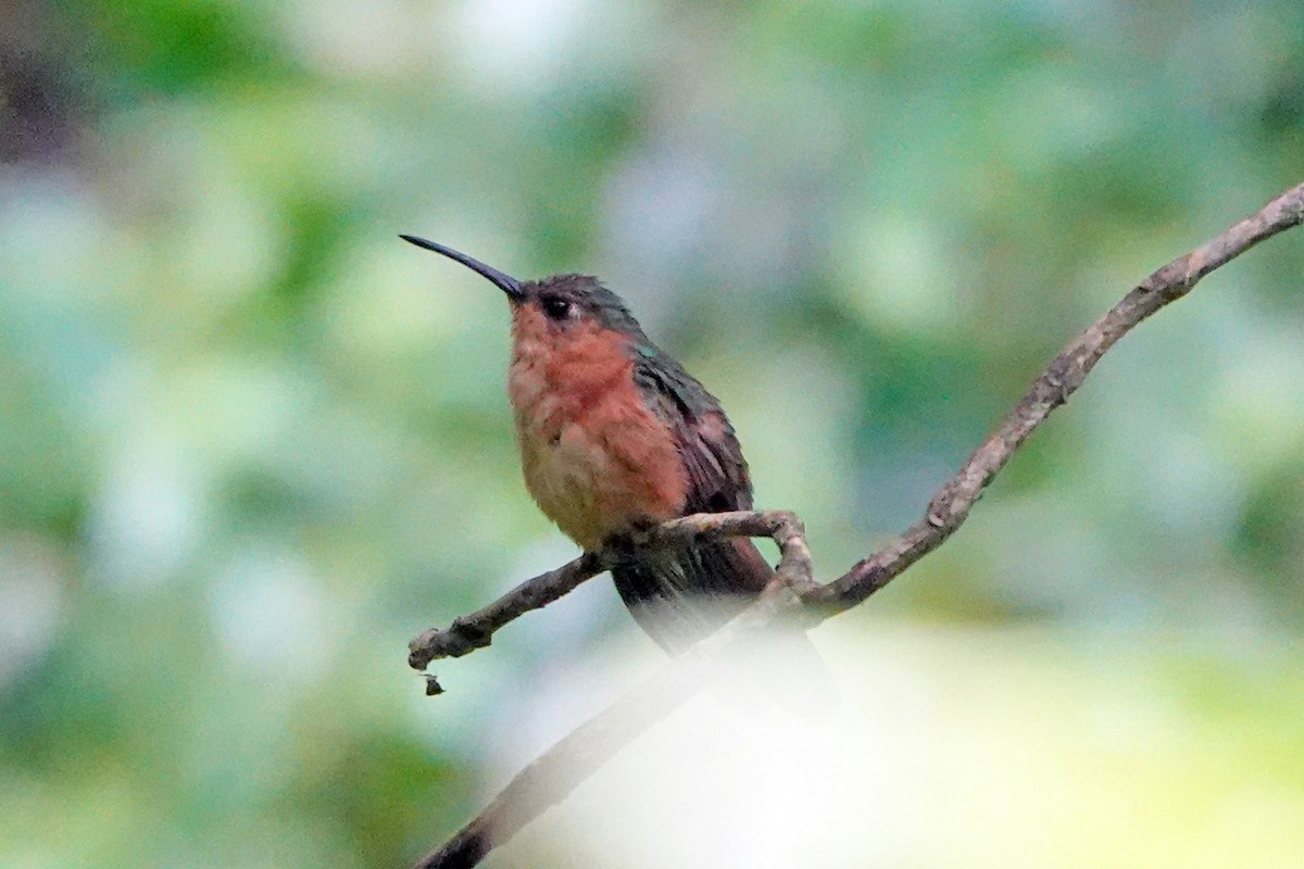 Rufous Sabrewing - Nic Korte