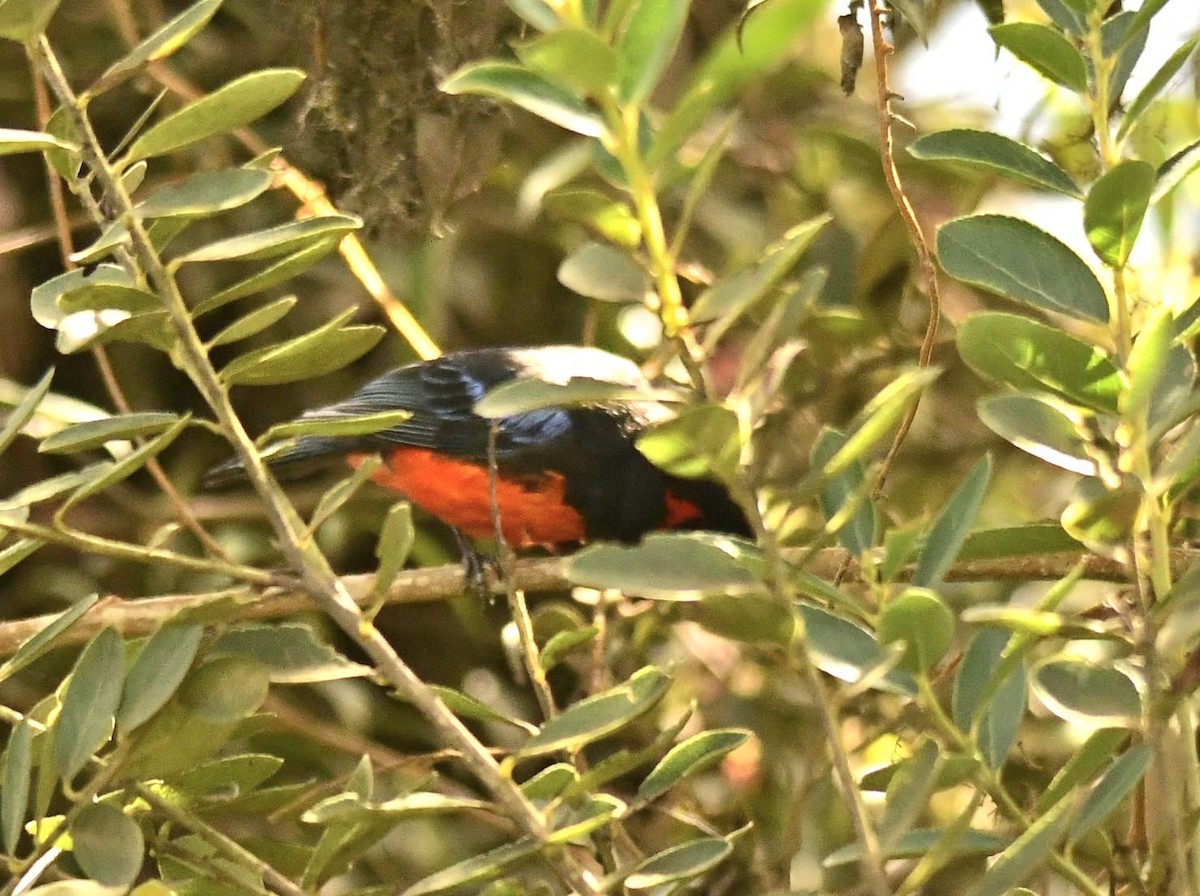 Scarlet-bellied Mountain Tanager - ML611512230