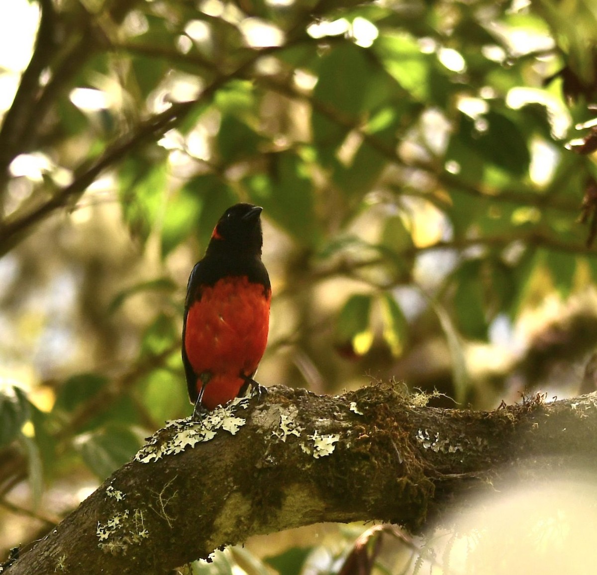 Scarlet-bellied Mountain Tanager - ML611512235