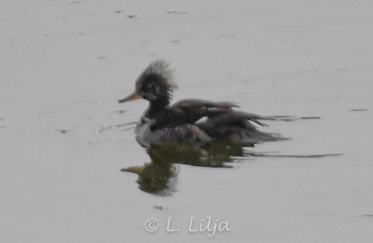 Red-breasted Merganser - Lorri Lilja