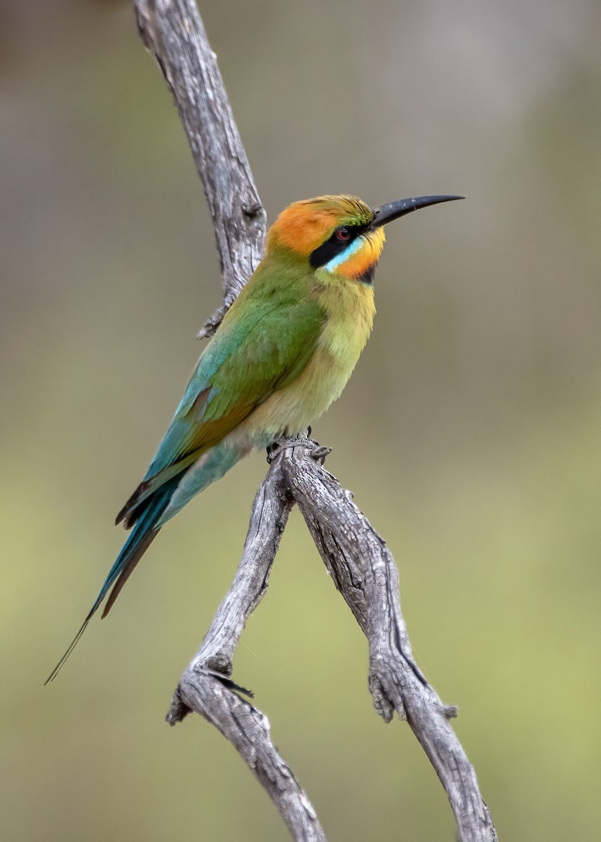 Rainbow Bee-eater - ML611512353
