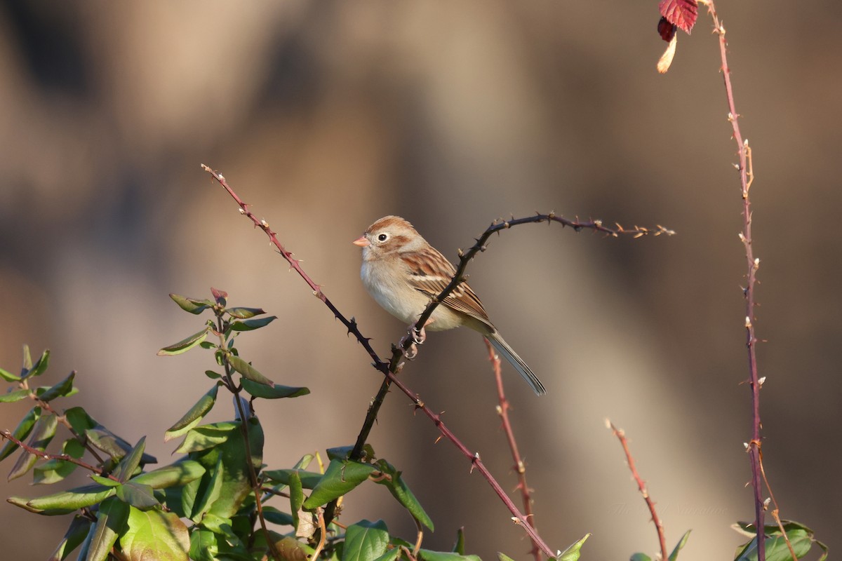 Field Sparrow - ML611512400