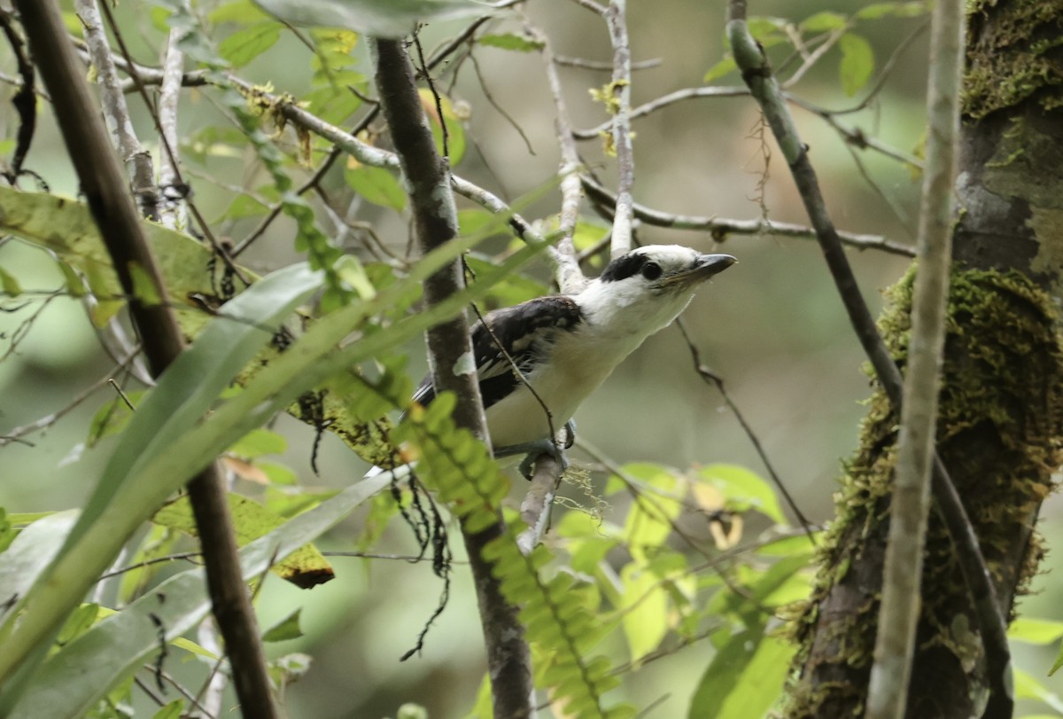 Hook-billed Vanga - ML611512452