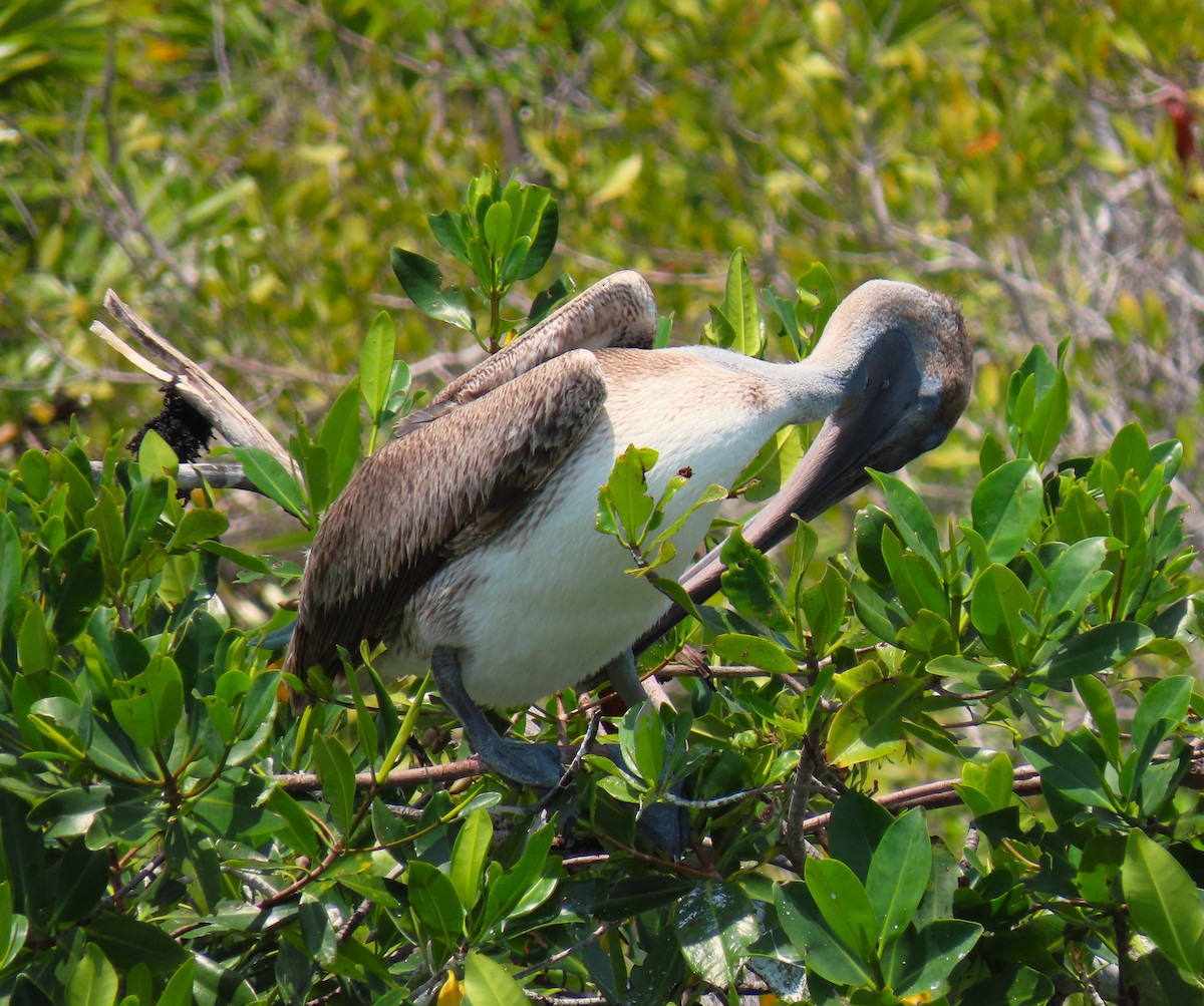 Brown Pelican - ML611512479