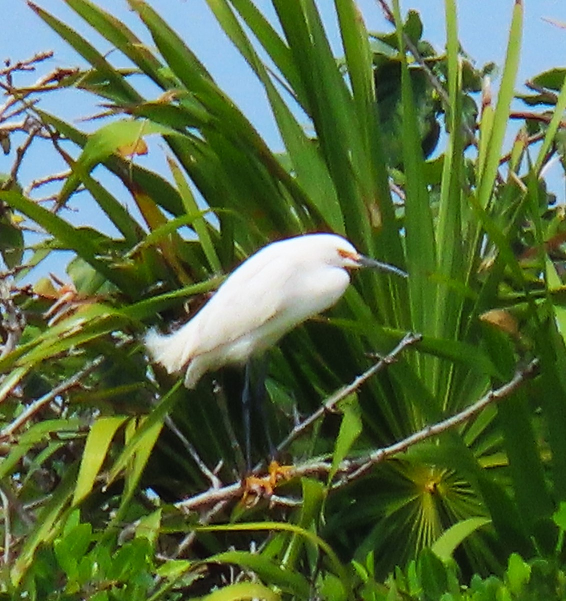 Snowy Egret - ML611512502