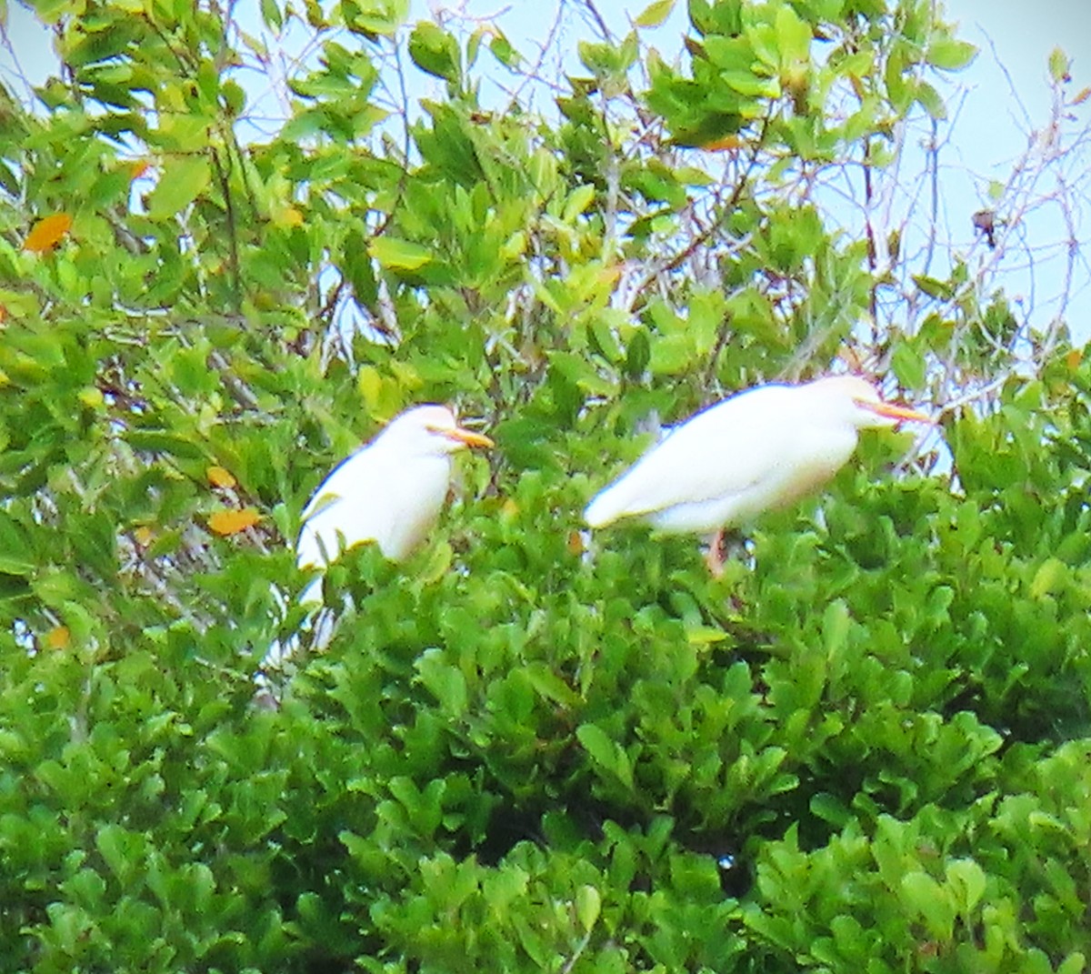 Western Cattle-Egret - ML611512519