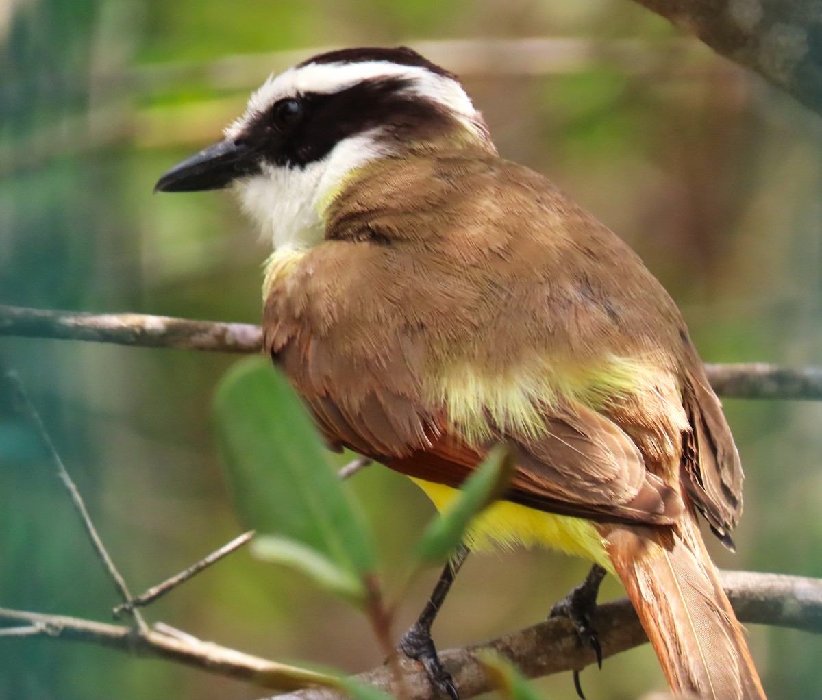 Great Kiskadee - ML611512543