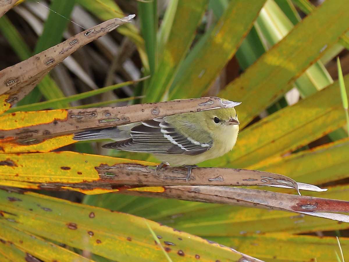 Pine Warbler - ML611512557