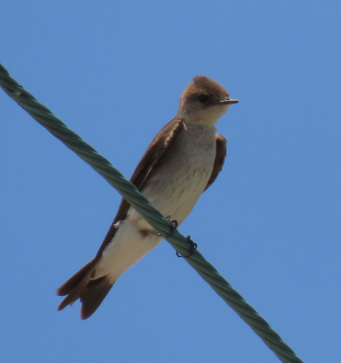 Northern Rough-winged Swallow - ML611512575